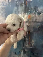 Fiona, a female Cavapoo and Poodle - Miniature  for sale in Carlsbad, CA – 6 of 10