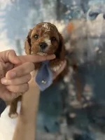 Wilson, a male Cavapoo and Poodle - Miniature  for sale in Carlsbad, CA – 5 of 9
