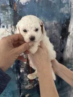 Fiona, a female Cavapoo and Poodle - Miniature  for sale in Carlsbad, CA – 8 of 10