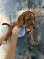 Wilson, a male Cavapoo and Poodle - Miniature  for sale in Carlsbad, CA – 3 of 9