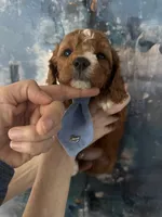 Wilson, a male Cavapoo and Poodle - Miniature  for sale in Carlsbad, CA – 8 of 9