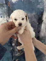 Fiona, a female Cavapoo and Poodle - Miniature  for sale in Carlsbad, CA – 2 of 10
