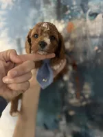 Wilson, a male Cavapoo and Poodle - Miniature  for sale in Carlsbad, CA – 7 of 9