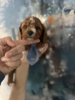 Wilson, a male Cavapoo and Poodle - Miniature  for sale in Carlsbad, CA – 1 of 9