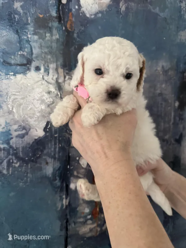 Fiona, a female Cavapoo and Poodle - Miniature  for sale in Carlsbad, CA – 1 of 10