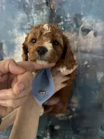 Wilson, a male Cavapoo and Poodle - Miniature  for sale in Carlsbad, CA – 6 of 9