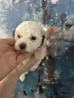 Fiona, a female Cavapoo and Poodle - Miniature  for sale in Carlsbad, CA – 9 of 10