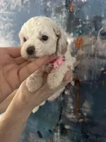 Fiona, a female Cavapoo and Poodle - Miniature  for sale in Carlsbad, CA – 7 of 10