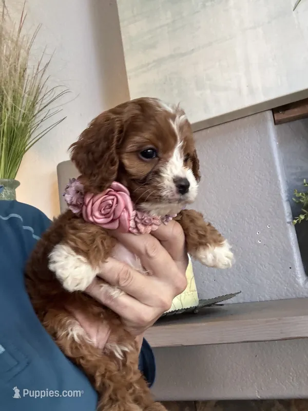 Maggie – Cavapoo puppy for sale in Carlsbad, CA