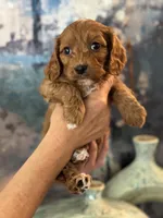 Petunia- Mini Cavapoo girl will be 13-16 lbs, a female Cavapoo for sale in Carlsbad, CA – Photo 5 of 10