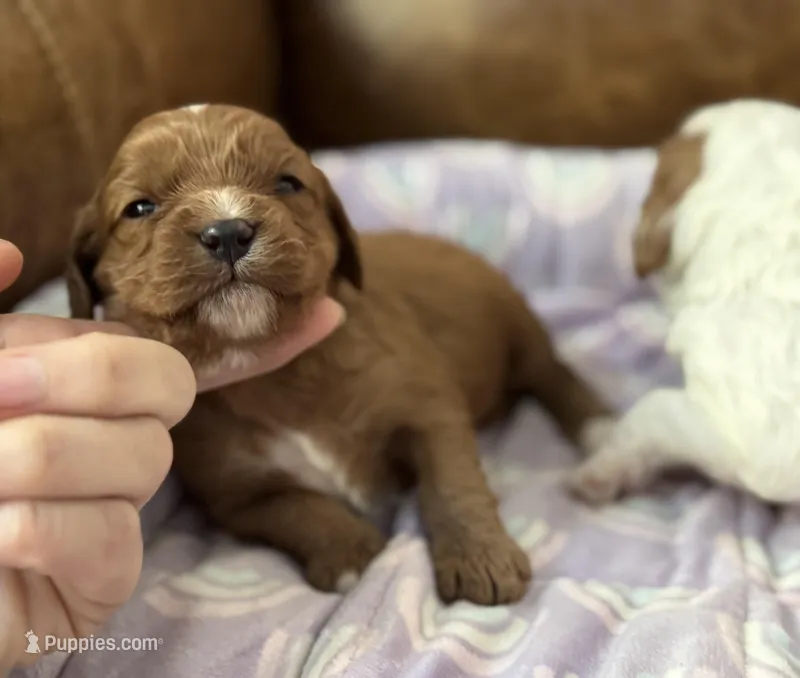 Petunia , a female Cavapoo for sale in Carlsbad, CA – Photo 1 of 10
