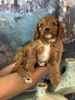 Petunia- Mini Cavapoo girl will be 13-16 lbs, a female Cavapoo for sale in Carlsbad, CA – Photo 3 of 10