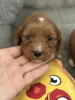 Petunia- Mini Cavapoo girl will be 13-16 lbs, a female Cavapoo for sale in Carlsbad, CA – Photo 10 of 10