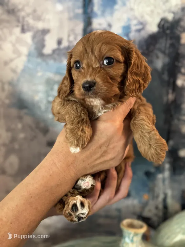 Petunia- Mini Cavapoo girl will be 13-16 lbs – Cavapoo puppy for sale in Carlsbad, CA