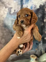 Petunia- Mini Cavapoo girl will be 13-16 lbs, a female Cavapoo for sale in Carlsbad, CA – Photo 1 of 10