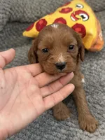 Petunia- Mini Cavapoo girl will be 13-16 lbs, a female Cavapoo for sale in Carlsbad, CA – Photo 9 of 10