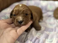 Petunia , a female Cavapoo for sale in Carlsbad, CA – Photo 9 of 10