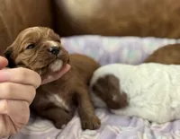 Petunia , a female Cavapoo for sale in Carlsbad, CA – Photo 3 of 10