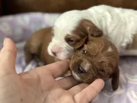 Petunia , a female Cavapoo for sale in Carlsbad, CA – Photo 4 of 10