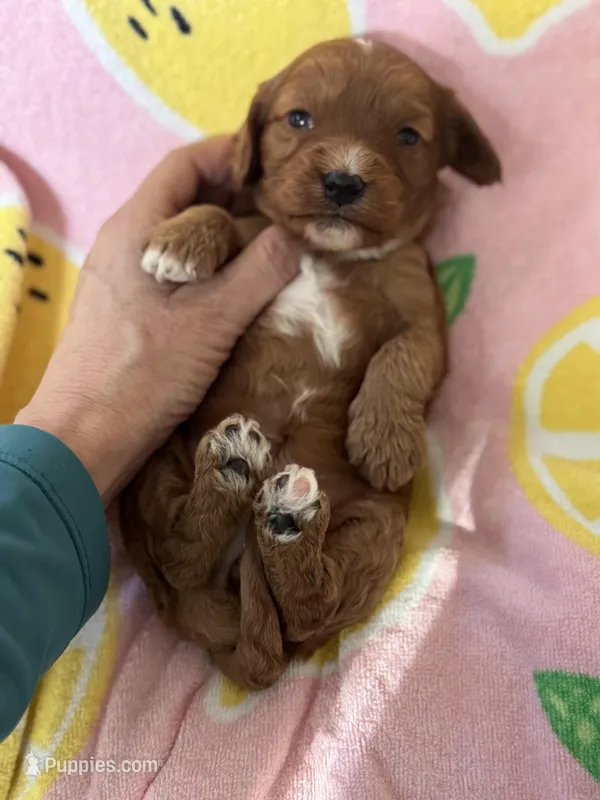 Petunia  – Cavapoo puppy for sale in Carlsbad, CA