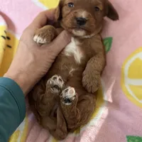 Petunia- Mini Cavapoo girl will be 13-16 lbs, a female Cavapoo for sale in Carlsbad, CA – Photo 7 of 10
