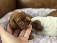 Petunia , a female Cavapoo for sale in Carlsbad, CA – Photo 2 of 10