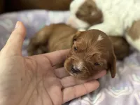 Petunia , a female Cavapoo for sale in Carlsbad, CA – Photo 7 of 10