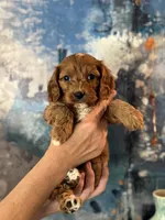 Petunia- Mini Cavapoo girl will be 13-16 lbs, a female Cavapoo for sale in Carlsbad, CA – Photo 2 of 10