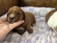 Petunia , a female Cavapoo for sale in Carlsbad, CA – Photo 8 of 10