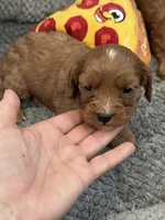 Petunia- Mini Cavapoo girl will be 13-16 lbs, a female Cavapoo for sale in Carlsbad, CA – Photo 8 of 10