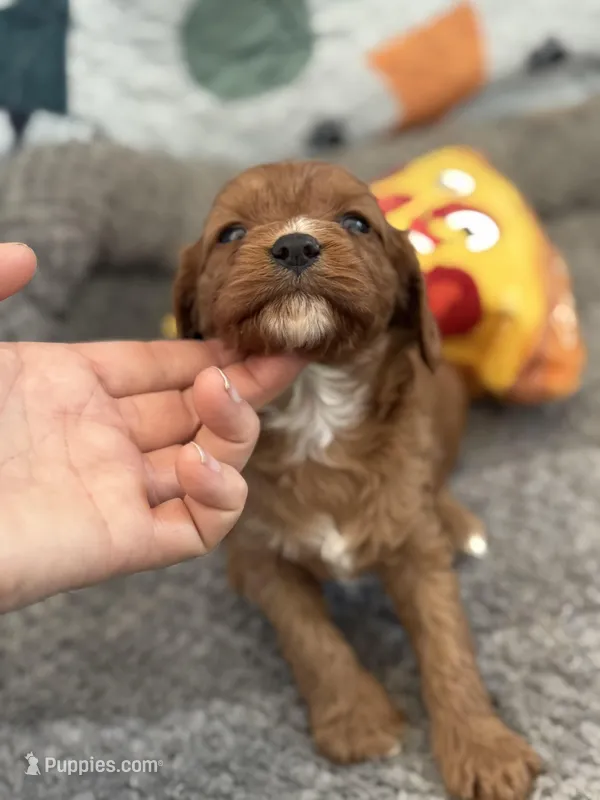Petunia  – Cavapoo puppy for sale in Carlsbad, CA