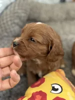 Petunia- Mini Cavapoo girl will be 13-16 lbs, a female Cavapoo for sale in Carlsbad, CA – Photo 6 of 10