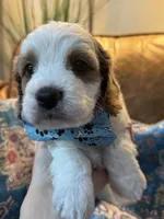 Crash , a male Cavapoo for sale in Carlsbad, CA – 3 of 10