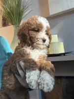 Pumpkin , a female Cavapoo for sale in Carlsbad, CA – 8 of 10