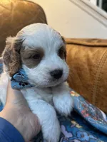 Crash , a male Cavapoo for sale in Carlsbad, CA – 9 of 10