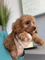 Kevin , a male Cavapoo for sale in Carlsbad, CA – 9 of 10