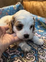 Minnie, a female Cavapoo for sale in Carlsbad, CA – 7 of 10