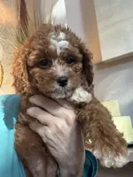 Willow, a female Cavapoo for sale in Carlsbad, CA – 2 of 10