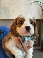 Finnick, a male Cavapoo for sale in Carlsbad, CA – 1 of 10