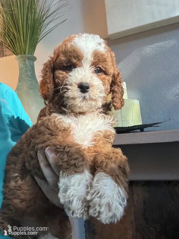 Pumpkin  – Cavapoo puppy for sale in Carlsbad, CA