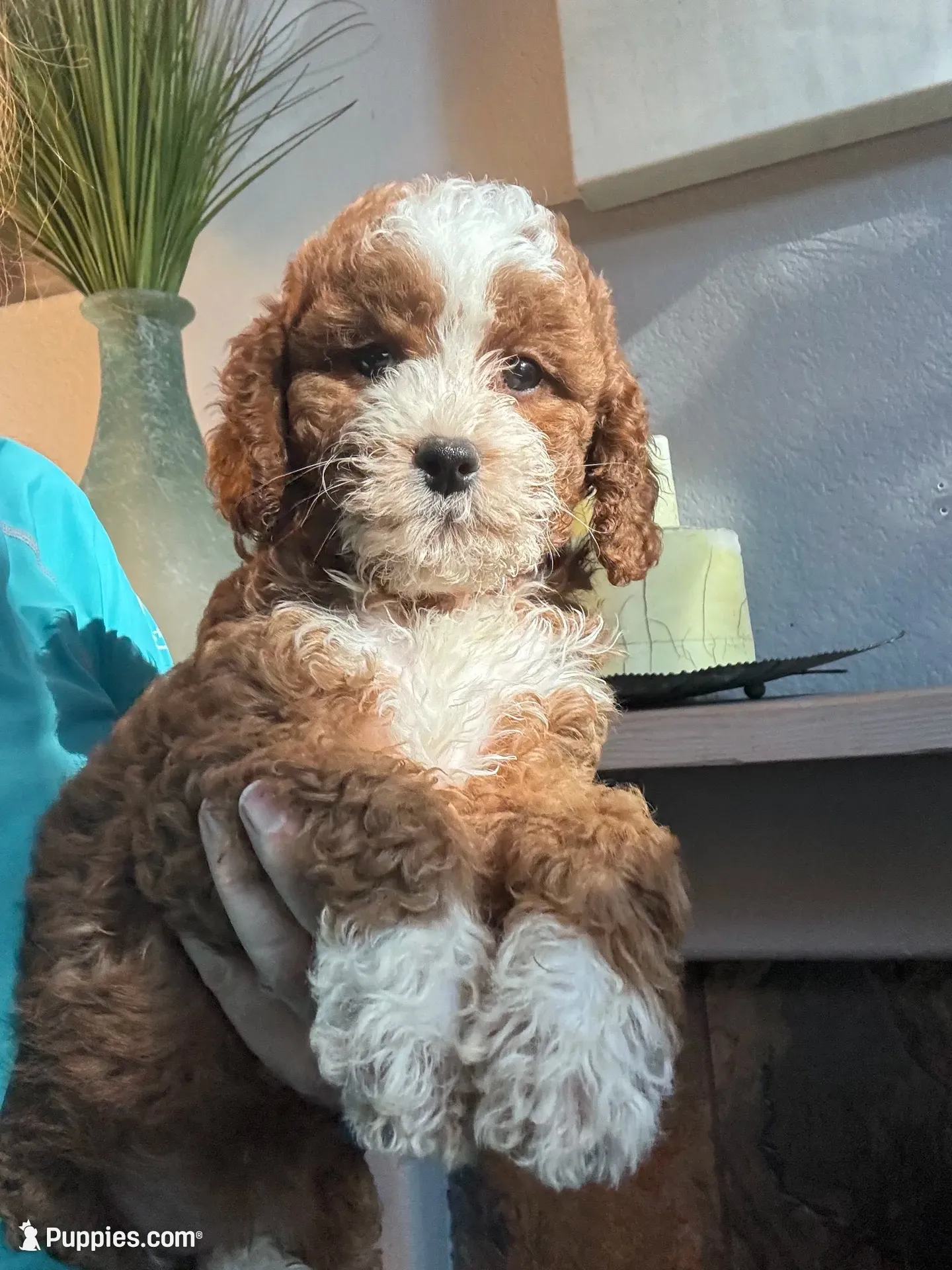 Pumpkin , a female Cavapoo for sale in Carlsbad, CA – 1 of 10