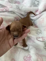 Red Cavapoo girl 1 , a female Cavapoo for sale in Carlsbad, CA – 5 of 10