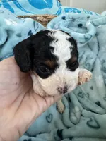 Toy Cavapoo boy 1 , a male Cavapoo for sale in Carlsbad, CA – 1 of 9