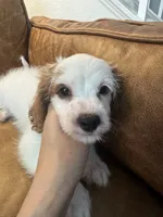 Bonnie, a female Cavapoo for sale in Carlsbad, CA – 7 of 10