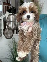 Maggie, a female Cavapoo for sale in Carlsbad, CA – 7 of 8