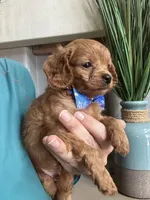 Toby- teeny tiny toy Cavapoo , a male Cavapoo for sale in Carlsbad, CA – 8 of 10