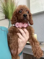 Ruby, a female Cavapoo for sale in Carlsbad, CA – 9 of 10
