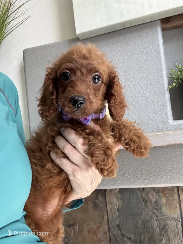 Ruby – Cavapoo puppy for sale in Carlsbad, CA