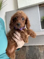 Ruby, a female Cavapoo for sale in Carlsbad, CA – 1 of 10