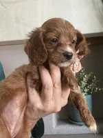Toffee Toy Cavapoo girl , a female Cavapoo for sale in Carlsbad, CA – 9 of 9